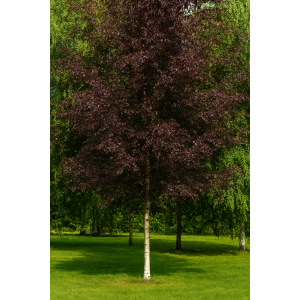 Breza previsnutá (Betula pendula) ´ROYAL FROST´ - výška 370-400, kont. C20L